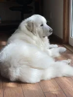 AKC Light Pink Girl River's Bend Walnut Orchard, a female Great Pyrenees for sale in Red Bluff, CA – 3 of 5
