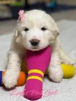 AKC Light Pink Girl River's Bend Walnut Orchard, a female Great Pyrenees for sale in Red Bluff, CA – 1 of 5