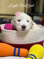 AKC Light Pink Girl River's Bend Walnut Orchard, a female Great Pyrenees for sale in Red Bluff, CA – 2 of 5