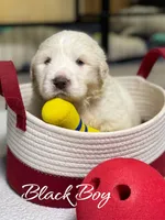 AKC Black Boy River's Bend Walnut Orchard, a male Great Pyrenees for sale in Red Bluff, CA – 2 of 4