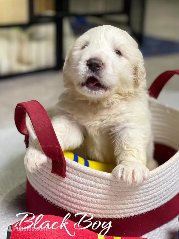 AKC Black Boy River's Bend Walnut Orchard – Great Pyrenees puppy for sale in Red Bluff, CA