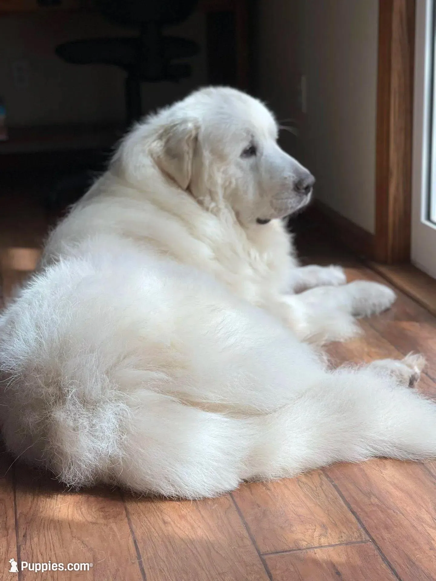 AKC Blue Boy River's Bend Walnut Orchard, a male Great Pyrenees for sale in Red Bluff, CA – 3 of 4