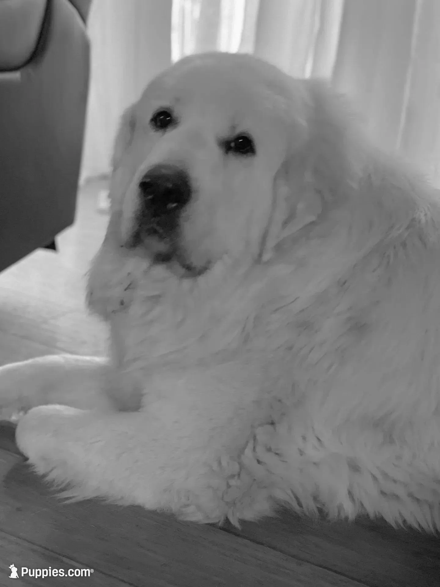 AKC Blue Boy River's Bend Walnut Orchard, a male Great Pyrenees for sale in Red Bluff, CA – 4 of 4