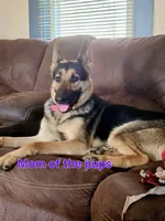 Girl 1, a female German Shepherd Dog for sale in Decatur, IL – Photo 2 of 3