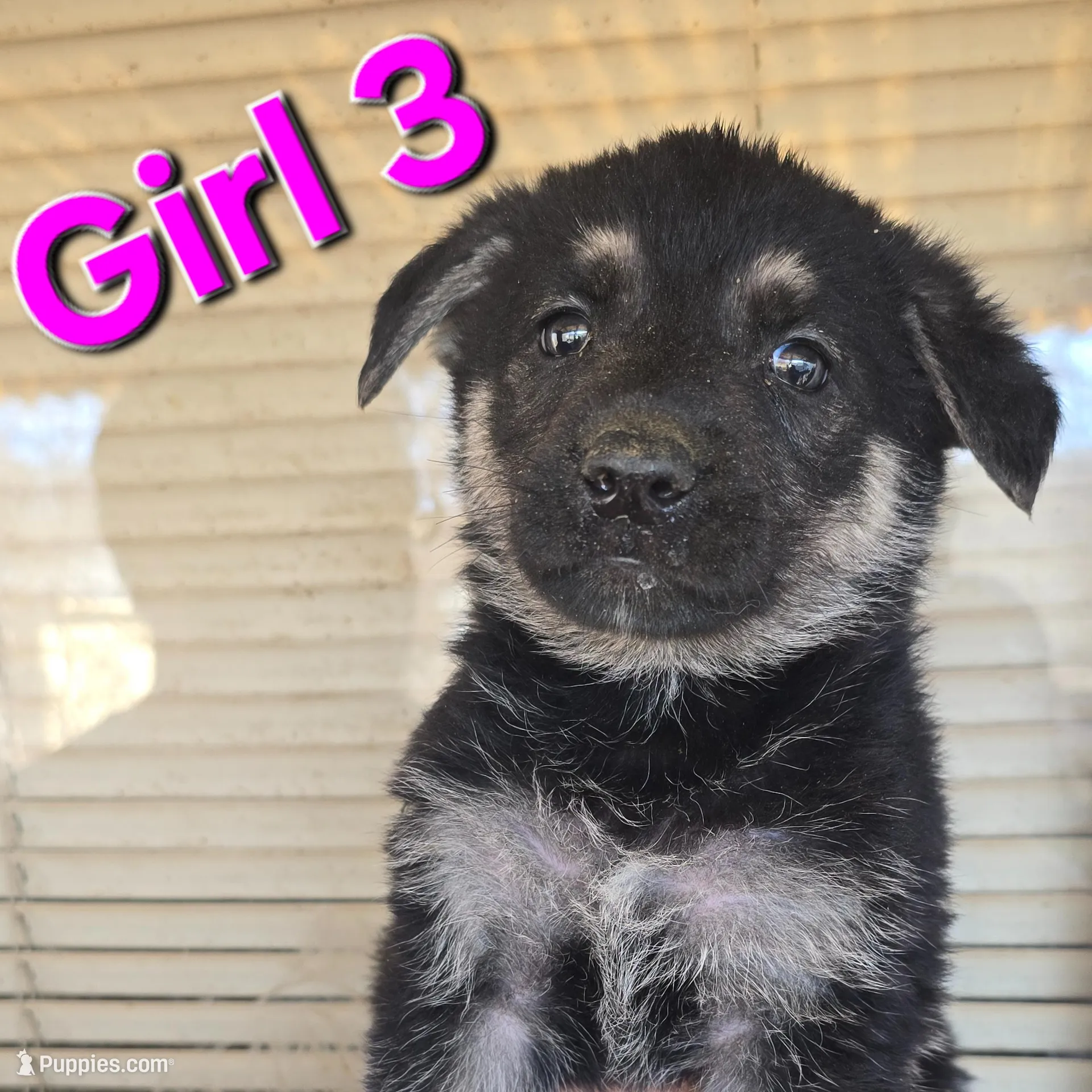 Girl 3 – German Shepherd Dog puppy for sale in Decatur, IL