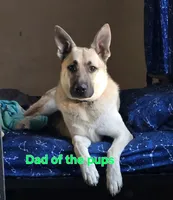 Girl 3, a female German Shepherd Dog for sale in Decatur, IL – Photo 3 of 3