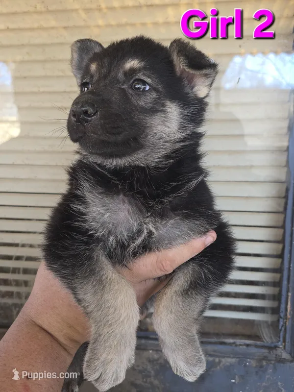 Girl 2 – German Shepherd Dog puppy for sale in Decatur, IL