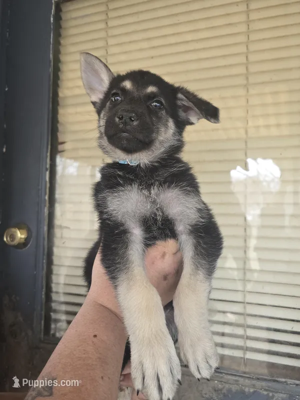 Boy 3 – German Shepherd Dog puppy for sale in Decatur, IL
