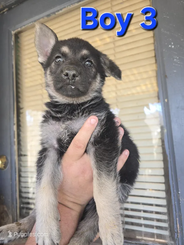 Boy 3 – German Shepherd Dog puppy for sale in Decatur, IL