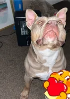 Felicia karma Dior , a female American Bully for sale in Greensboro, NC – 2 of 3