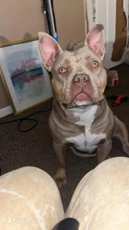 Felicia karma Dior  – American Bully puppy for sale in Greensboro, NC