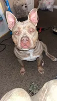 Felicia karma Dior , a female American Bully for sale in Greensboro, NC – 3 of 3