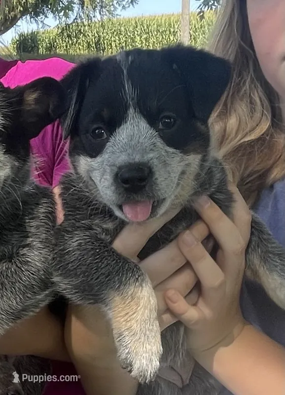 Blue Female B – Australian Cattle Dog puppy for sale in Waukon, IA