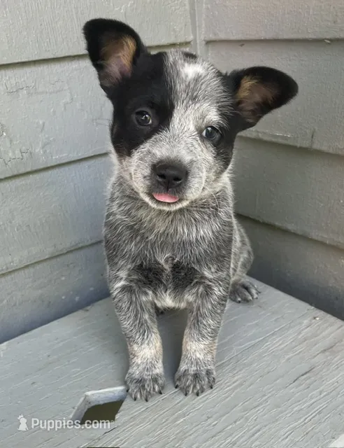 Blue Female  – Australian Cattle Dog puppy for sale in Waukon, IA
