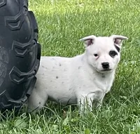 White with Blue Heeler or ACD, a male Australian Cattle Dog for sale in Waukon, IA – 1 of 10