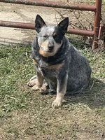 Blue Female C, a female Australian Cattle Dog for sale in Waukon, IA – 2 of 3