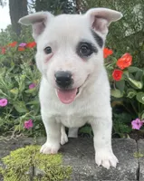 White with Blue Heeler or ACD, a male Australian Cattle Dog for sale in Waukon, IA – 5 of 10