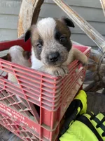 Red Female A, a female Australian Cattle Dog for sale in Waukon, IA – Photo 2 of 4