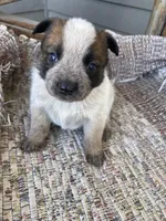 Red Female A, a female Australian Cattle Dog for sale in Waukon, IA – Photo 1 of 4