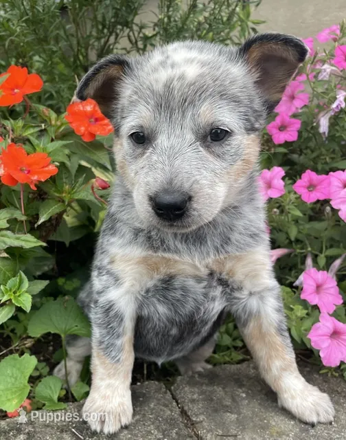 Blue Female C – Australian Cattle Dog puppy for sale in Waukon, IA