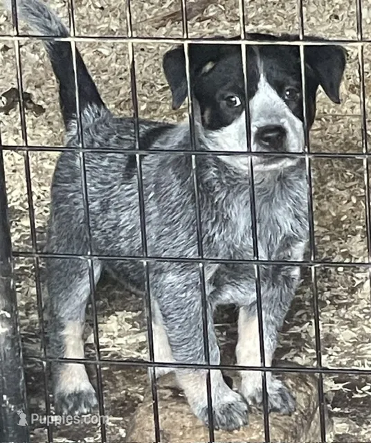 Blue Female B – Australian Cattle Dog puppy for sale in Waukon, IA