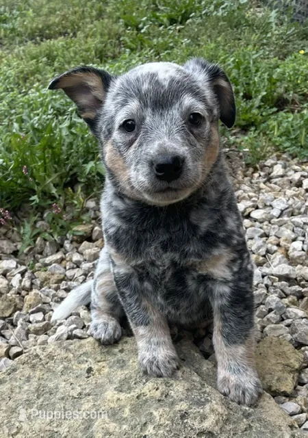 Blue Male B – Australian Cattle Dog puppy for sale in Waukon, IA