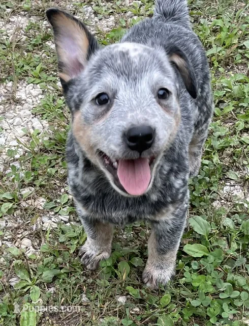 Blue Male B – Australian Cattle Dog puppy for sale in Waukon, IA