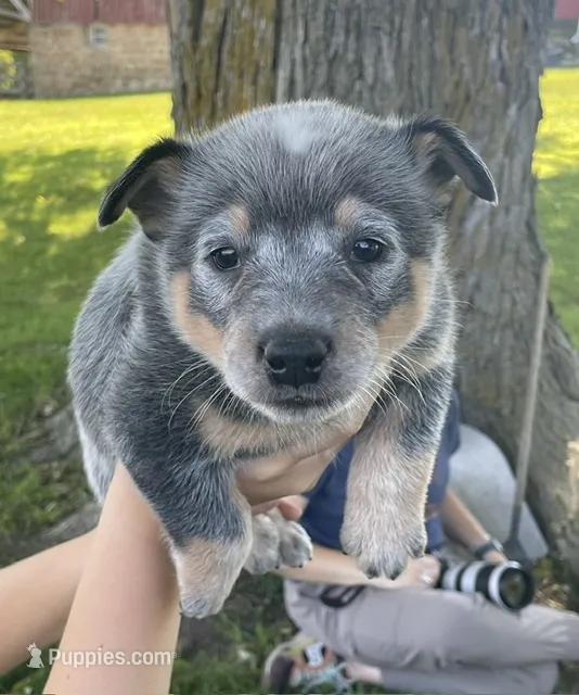 Blue Male E – Australian Cattle Dog puppy for sale in Waukon, IA