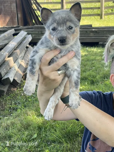 Blue Female C – Australian Cattle Dog puppy for sale in Waukon, IA
