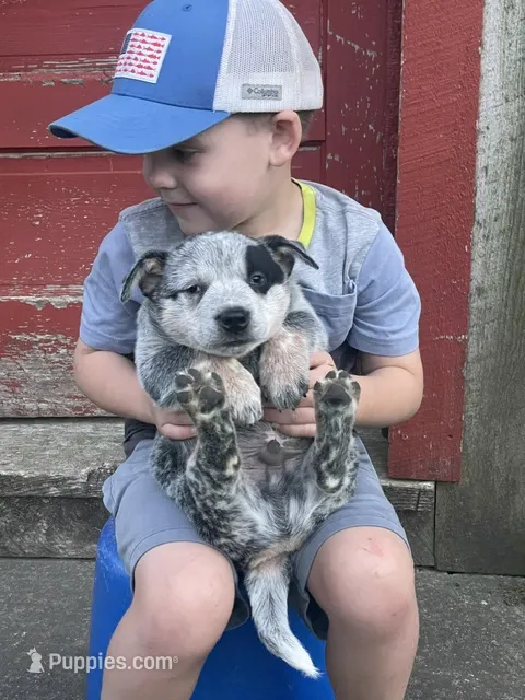 Blue Male A – Australian Cattle Dog puppy for sale in Waukon, IA