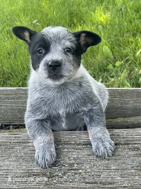 Blue Female  – Australian Cattle Dog puppy for sale in Waukon, IA