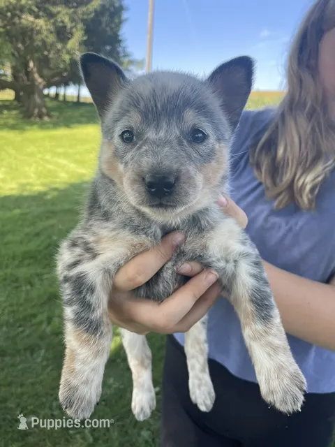 Blue Male B – Australian Cattle Dog puppy for sale in Waukon, IA