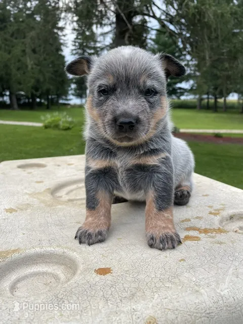 Blue Male C – Australian Cattle Dog puppy for sale in Waukon, IA