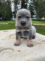 Blue Male C, a male Australian Cattle Dog for sale in Waukon, IA – 1 of 3