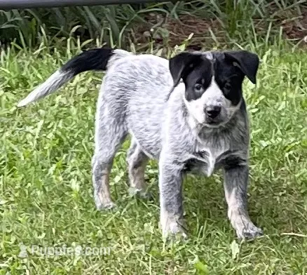 Blue Female B – Australian Cattle Dog puppy for sale in Waukon, IA