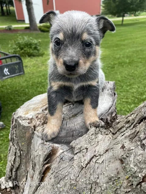 Blue Male D – Australian Cattle Dog puppy for sale in Waukon, IA