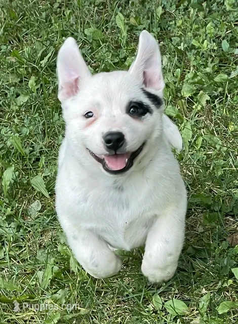 White Australian Cattle Dog / Heeler with Blue spots – Australian Cattle Dog puppy for sale in Waukon, IA