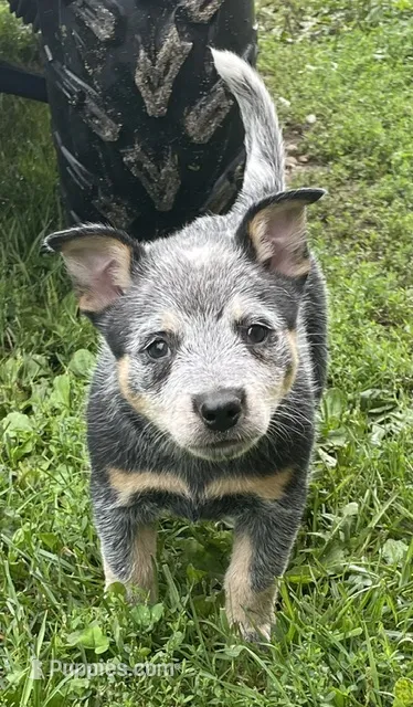 Blue Male D – Australian Cattle Dog puppy for sale in Waukon, IA