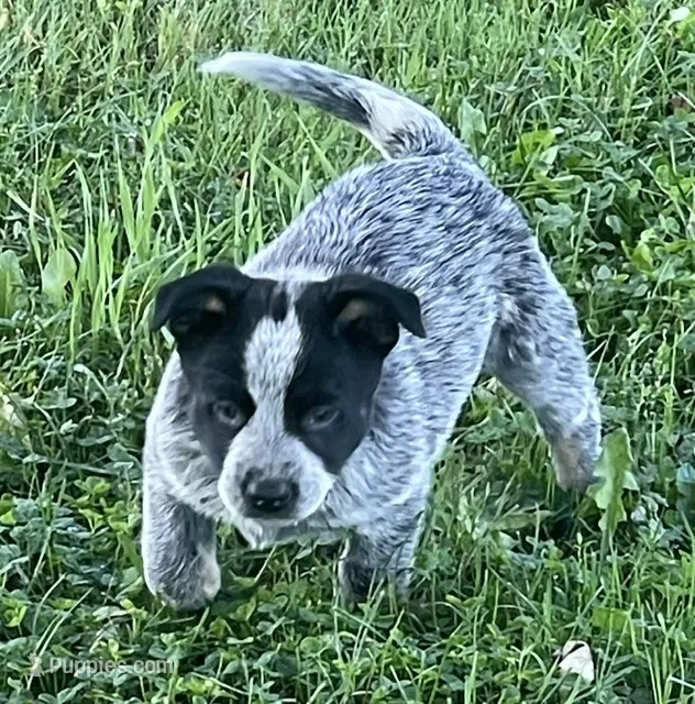 Blue Male F – Australian Cattle Dog puppy for sale in Waukon, IA