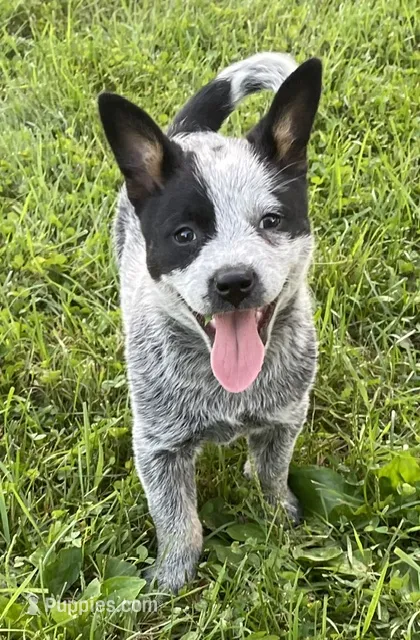 Blue Female  – Australian Cattle Dog puppy for sale in Waukon, IA