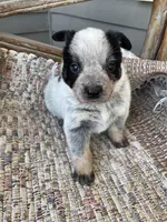 Blue Female B, a female Australian Cattle Dog for sale in Waukon, IA – Photo 1 of 3