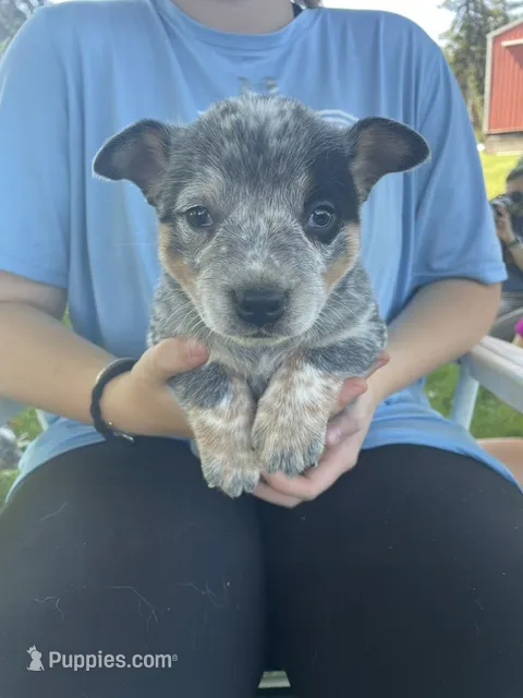 Blue Male A – Australian Cattle Dog puppy for sale in Waukon, IA