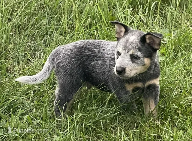 Blue Male D – Australian Cattle Dog puppy for sale in Waukon, IA