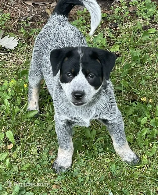 Blue Female B – Australian Cattle Dog puppy for sale in Waukon, IA