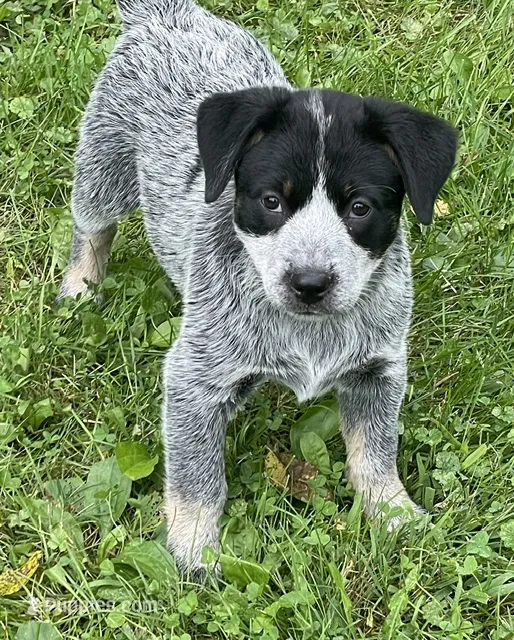 Blue Female B – Australian Cattle Dog puppy for sale in Waukon, IA
