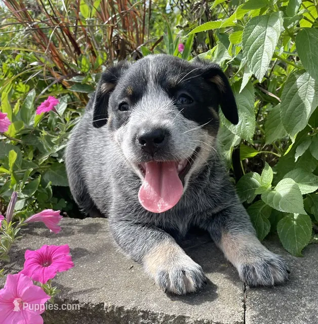 Blue Female B – Australian Cattle Dog puppy for sale in Waukon, IA