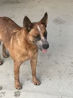 Red Male B , a male Australian Cattle Dog for sale in Waukon, IA – Photo 3 of 3