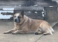 Red Male B , a male Australian Cattle Dog for sale in Waukon, IA – Photo 2 of 3