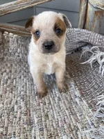 Red Male B , a male Australian Cattle Dog for sale in Waukon, IA – Photo 1 of 3