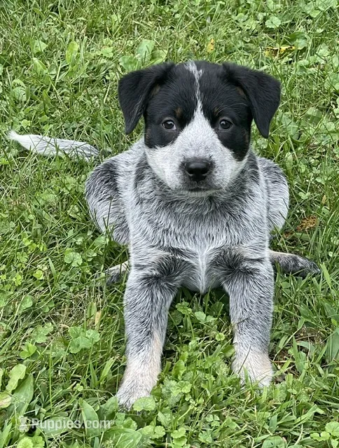 Blue Female B – Australian Cattle Dog puppy for sale in Waukon, IA